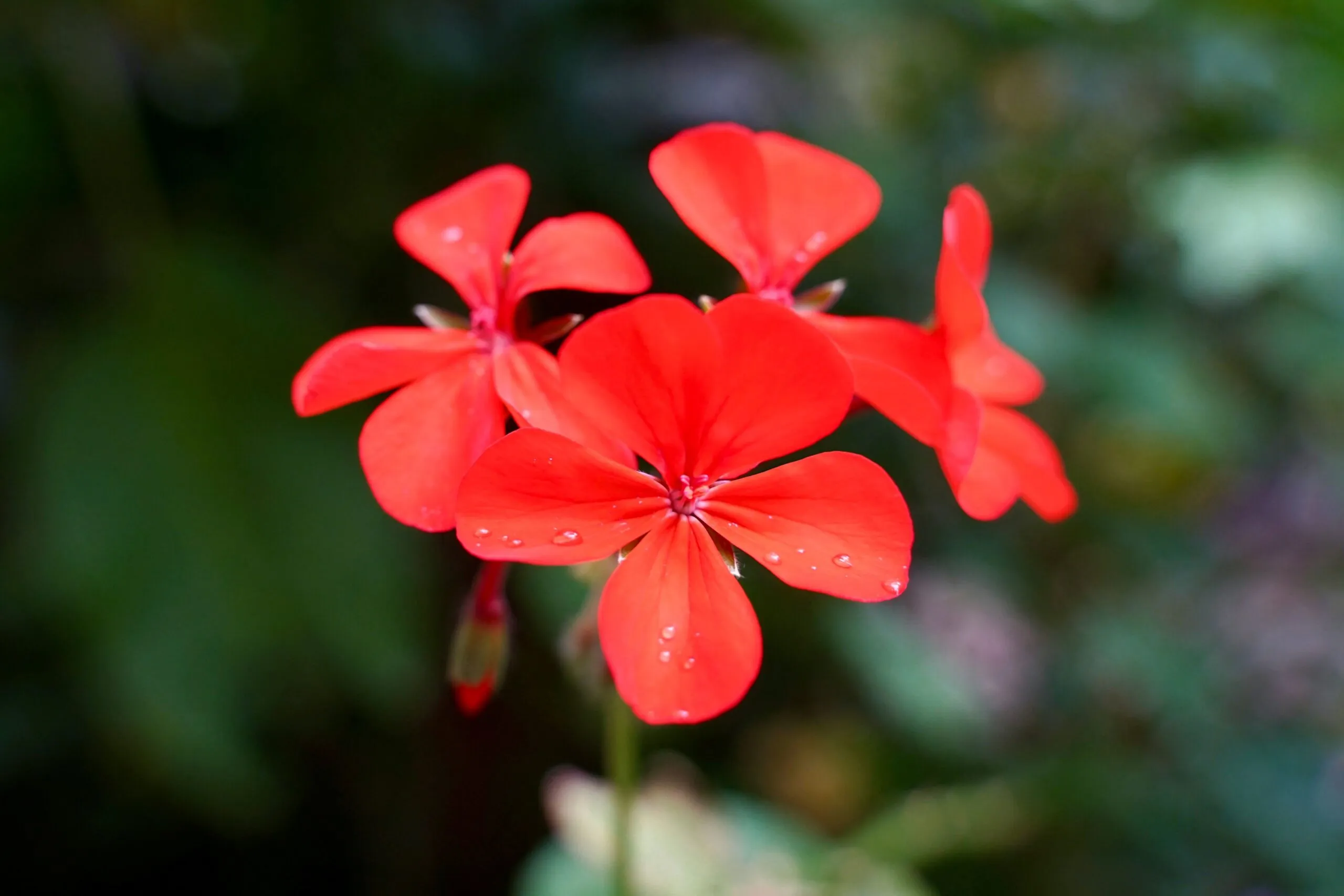 Flores tropicales de la Amazonía rodeadas de vegetación, representando la investigación de compuestos naturales para nuevos medicamentos.