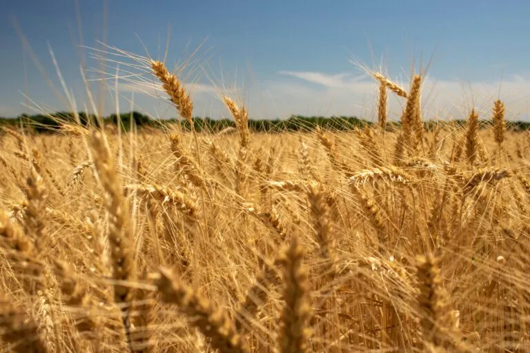 Precios de los alimentos aumentan a nivel mundial por el encarecimiento de cereales, azúcar y aceites vegetales.