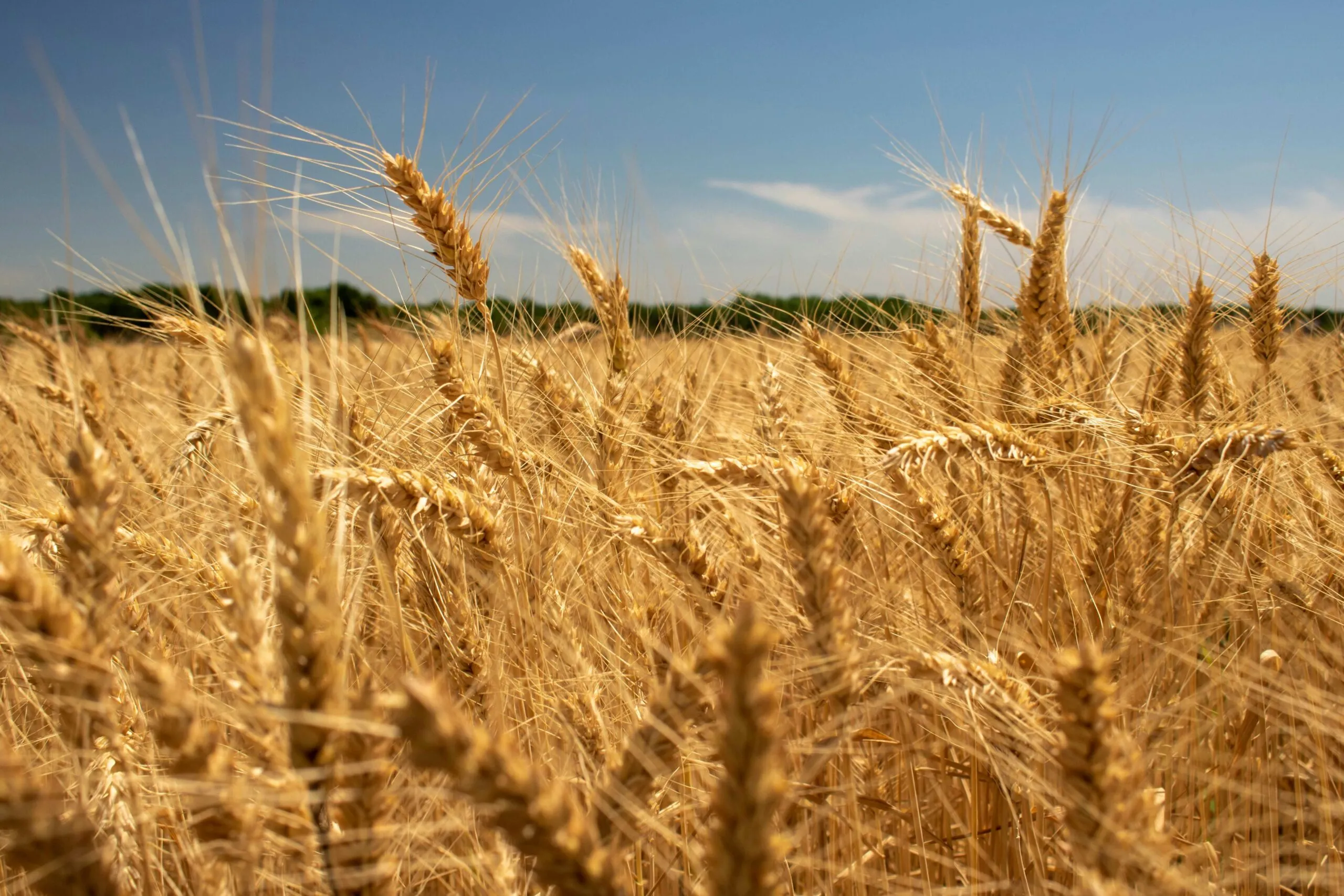 Precios de los alimentos aumentan a nivel mundial por el encarecimiento de cereales, azúcar y aceites vegetales.