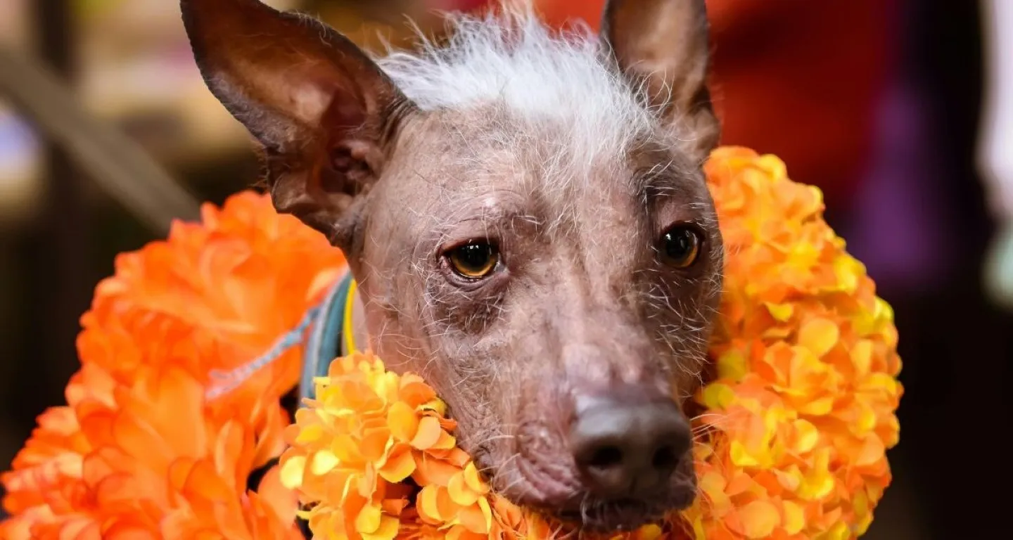 Perro xoloitzcuintle mexicano junto a flores de cempasúchil y una ofrenda de Día de Muertos, símbolo de las tradiciones relacionadas con el Mictlán.